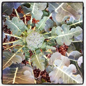Yummy Broccoli - the first one flowered because I didn't know what heritage broccoli looked like.  LOL