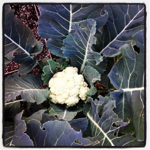 Organic Cauliflower growing in our 1st 4x4 square foot garden.