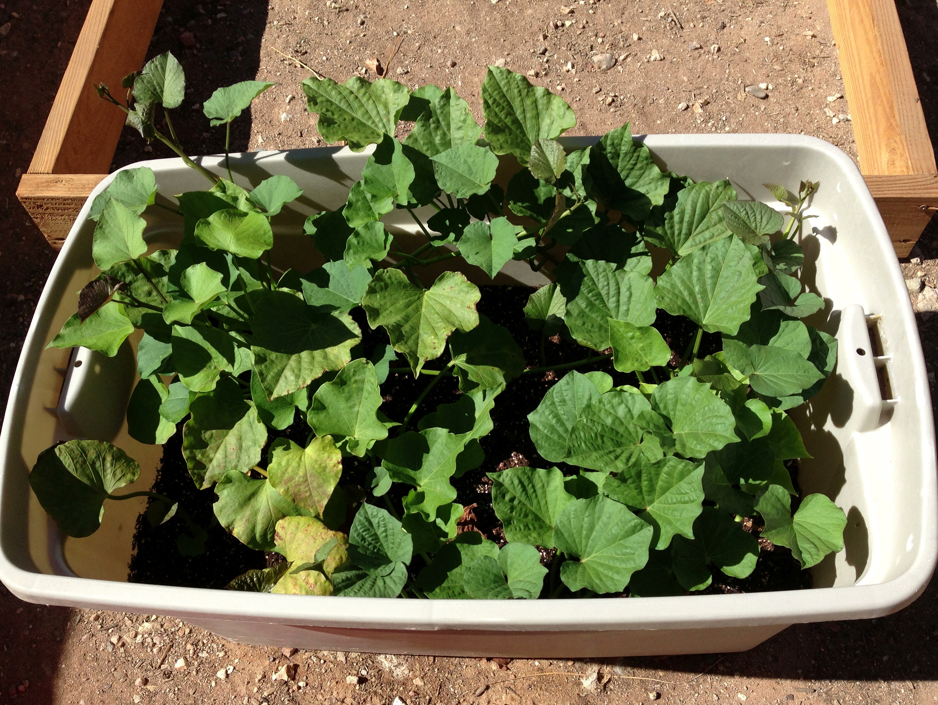 Sweet Potatoes growing in a rubber maid tub.  Should be harvesting these at the end of the summer.