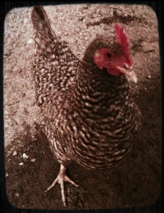 Sarah - Looks a bit like a Barred Rock but lays white eggs. 