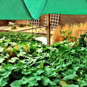 More of her massive squash plant!