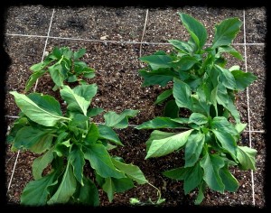 Come on green peppers...cut a girl some slack and G R O W!