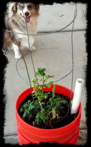 Cherry Tomato...and Sunny the Aussie