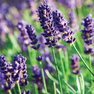 10 Easiest Herbs to Grow in a Pots - Lavender