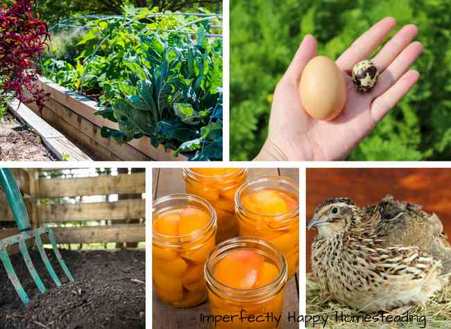 5 Steps Into Backyard Homesteading - You Can Do It!