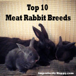top 10 meat rabbits