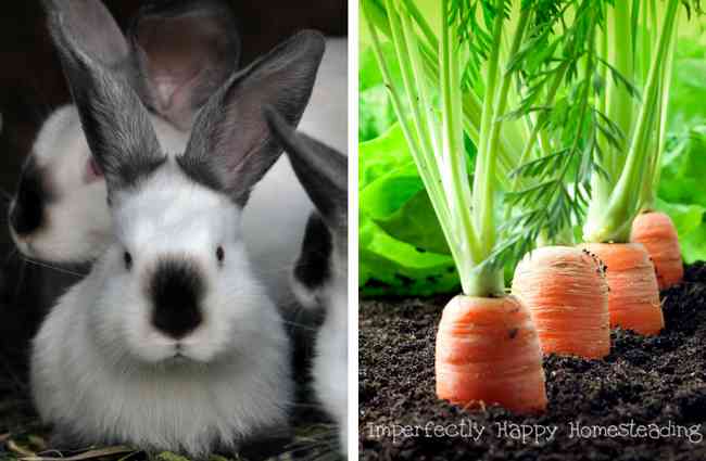 Growing a Rabbit Garden