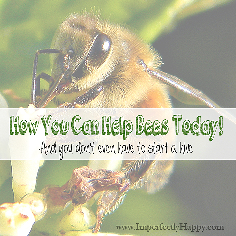 How You Can Help Bees Today! And you don't even have to start a hive. | by ImperfectlyHappy.com