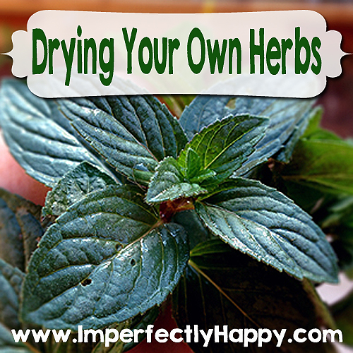Drying Your Own Herbs - even if you don't have a dehydrator! |by ImperfectlyHappy.com