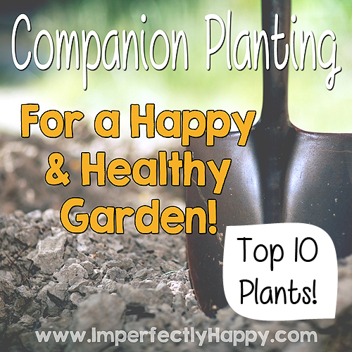 The Top 10 Plants for Companion Planting! |by ImperfectlyHappy.com
