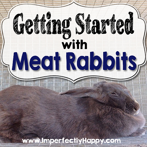 Getting Started with Meat Rabbits|by ImperfectlyHappy.com
