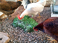 sprouts-for-backyard-chickens 3