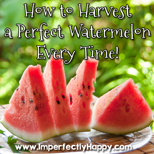 Harvesting Watermelon - how to pick the perfect watermelon every time!