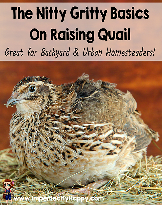 The Nitty Gritty Basics of Raising Quail. Great for backyard & urban homesteaders! |ImperfectlyHappy.com