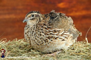 How to Homestead on a Tight Budget - Quail