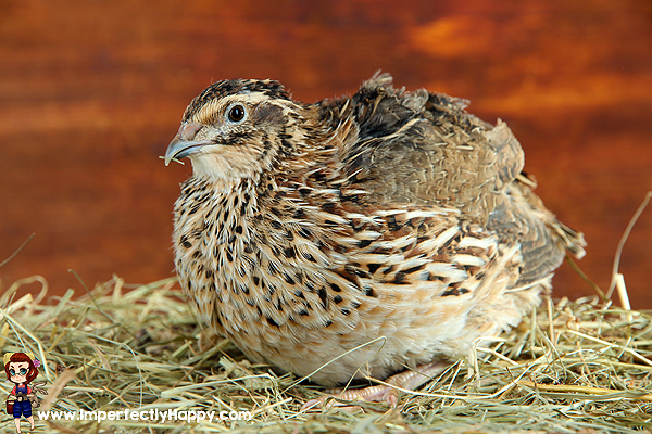 The Nitty Gritty Basics of Raising Quail. Great for backyard & urban homesteaders! |ImperfectlyHappy.com
