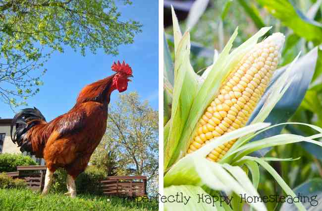 The Truth About Backyard Homesteaders & Farmers