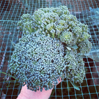 new-gardener-broccoli
