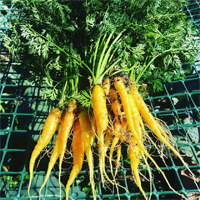new-gardener-carrots