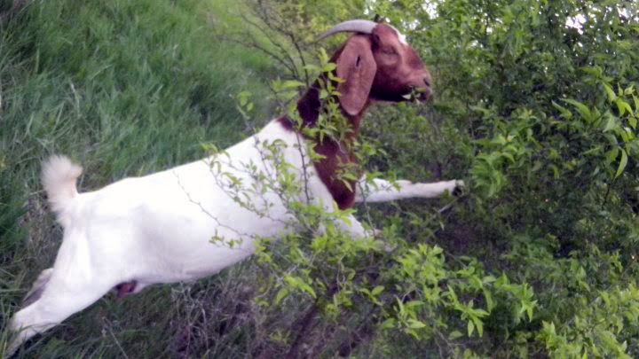 The Benefits of Raising Meat Goats | ImperfectlyHappy.com
