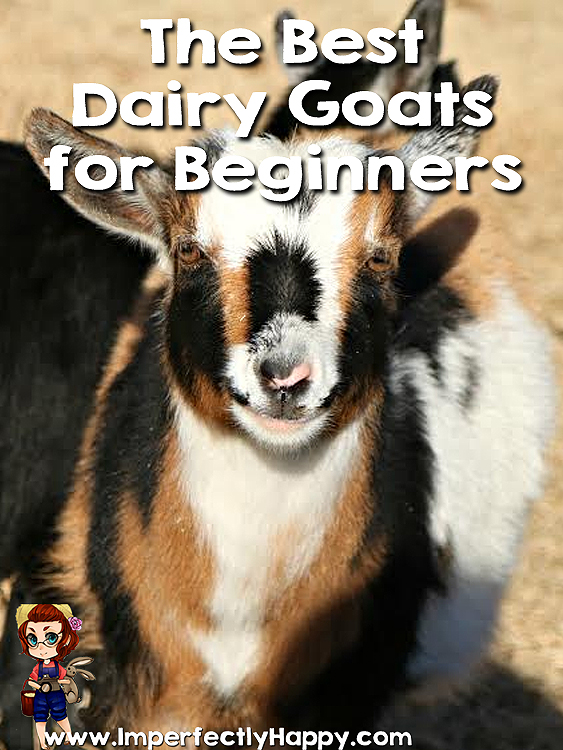 Best Dairy Goats for Beginners |ImperfectlyHappy.com