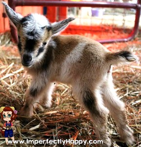 Best Dairy Goats for Beginners |ImperfectlyHappy.com