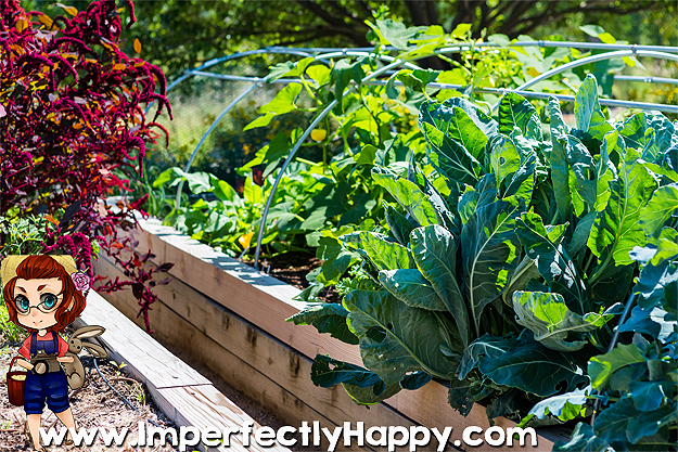 Raised Bed Garden Round-Up! All you need to know about starting and maintaining a raised bed garden anywhere.|ImperfectlyHappy.com