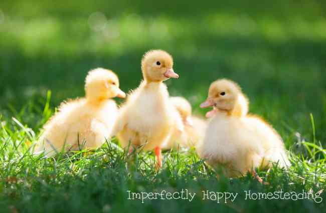 How to Start with Ducklings