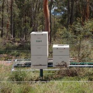 beekeeping 2