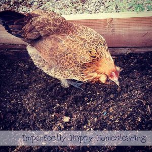 How to put your chickens to work in your garden. They can really help! | ImperfectlyHappy.com