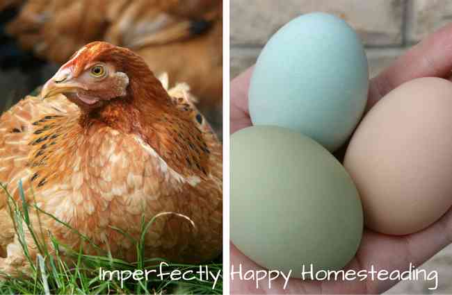 Hens Not Laying? Reasons Your Hens May Not Be Laying & Simple Solutions!