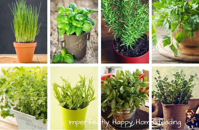 How to Grow 8 Awesome Herbs Indoors All Year Long