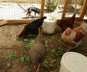 Top Chicken Predators for Backyard and Urban Homesteaders.