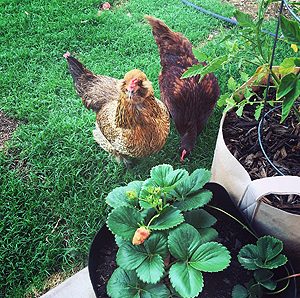 Top Chicken Predators for Backyard and Urban Homesteaders.