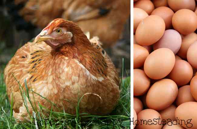 How to Naturally Feed Chickens for More Delicious and Nutritious Eggs 