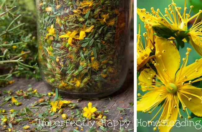 Herbs on the Homestead: Growing and Using St. John's Wort, What You Need to Know - benefits, uses and precautions.