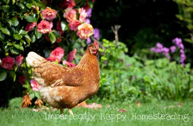 Healthy Herb Garden Chickens Will Love - the top 16 herbs for chickens!