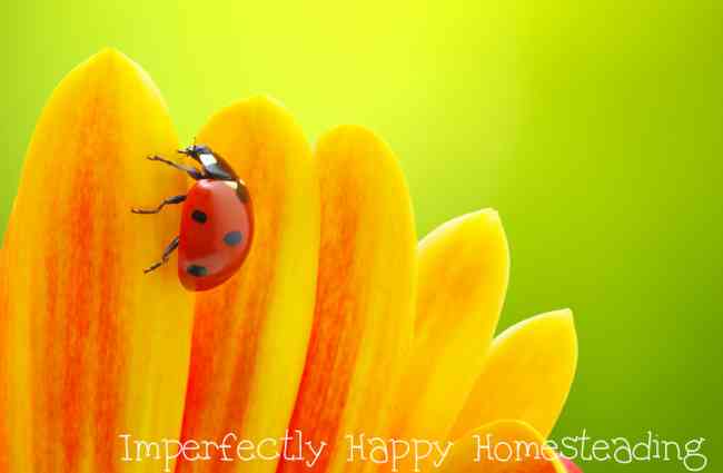 Attracting Ladybugs to Your Vegetable Garden - they'll give you a happier, healthier garden with less pests!