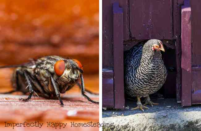Chicken Coop - Flies in the Coop How to Get Rid of Them Naturally