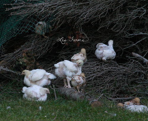 Free Range Cornish Cross Chickens - you can raise them on pasture!