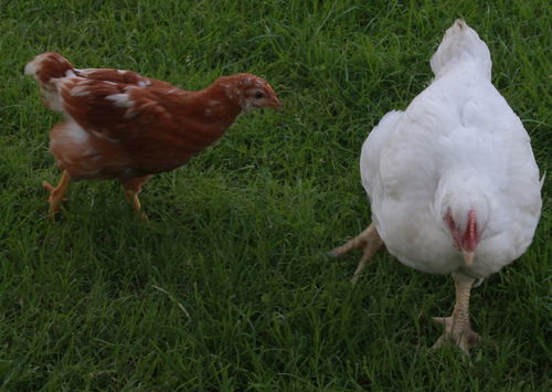 Free Range Cornish Cross Chickens - you can raise them on pasture!