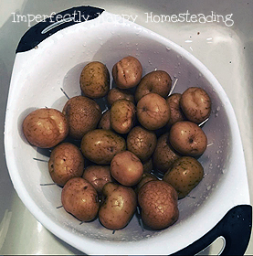 How To Prepare Garden Potatoes for Long Term Storage. How cure, store and enjoy your potatoes for months.