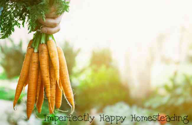How to Preserve Carrots from Your Garden Harvest
