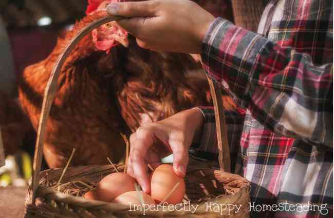 22 Ways to Save Money Through Homesteading. You can save money, be frugal and thrifty on your homestead, in your garden, kitchen and more.