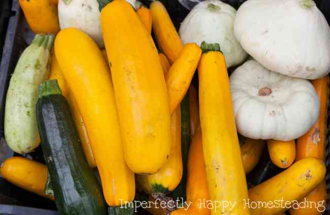 Growing Summer Squash - Everything You Need to Know to Have a Great Garden Harvest