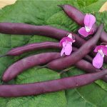 25 purple vegetables and fruits you should be growing in your garden! Beautiful to grow and health benefits too!