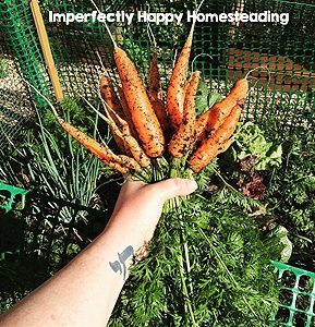 Homesteading Has Taught Me