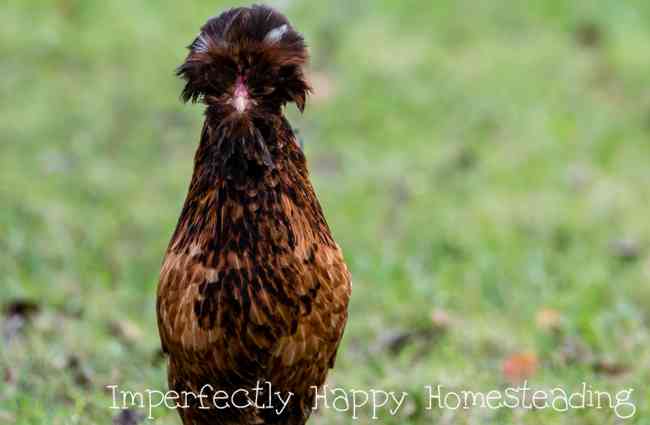 10 Signs That You Are a Crazy Chicken Lady
