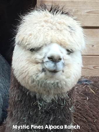 Getting Started with Alpacas with Mystic Pines Alpaca Ranch