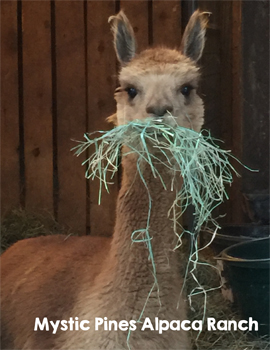 Getting Started with Alpacas with Mystic Pines Alpaca Ranch